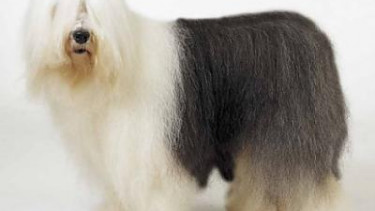 Branding strategies – the “Dulux Dog” phenomen