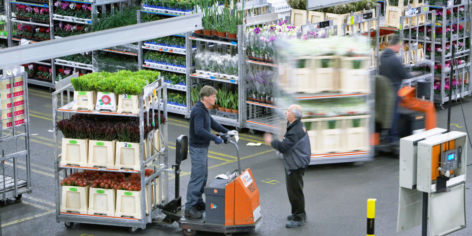 European market for flowers and plants, Flora-Holland logistics centre
