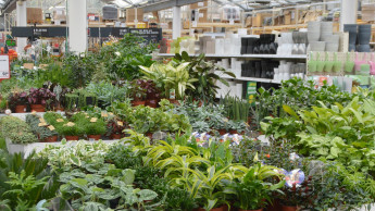 German DIY stores will make less sales from gardening in 2019