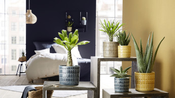 House plants were the top décor trend in 2020